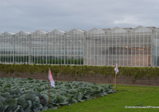 Een hoekje demoveld van Wing Seeds met op de achtergrond de kassen van Proeftuin Zwaagdijk